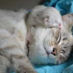 猫の名前ランキング!&キラキラネームランキング!
