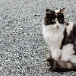 野良猫を飼うには？かかる費用や注意点をまとめました