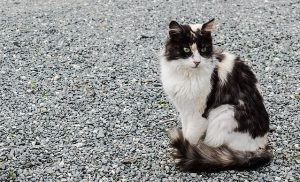 野良猫を飼うには？かかる費用や注意点をまとめました