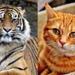 猫と虎の違いとは?同じネコ科だけど何が違う?