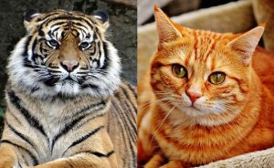 猫と虎の違いとは？同じネコ科だけど何が違う？